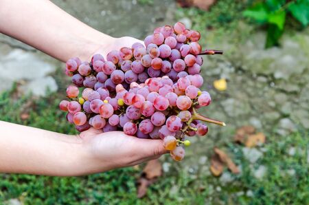 Bunch of grapes on a background of autumn foliage yellowedの写真素材