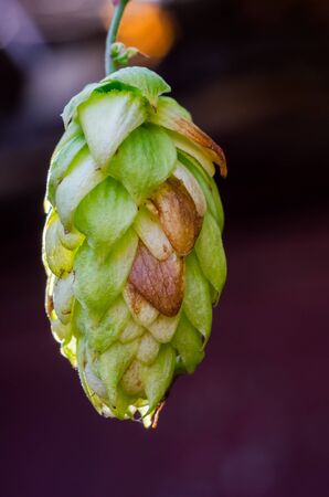 Hop plant close up growing on a farm.の写真素材