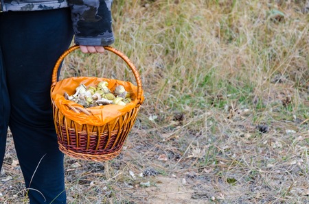 Mushrooms in a wicker basket in the woodsの写真素材
