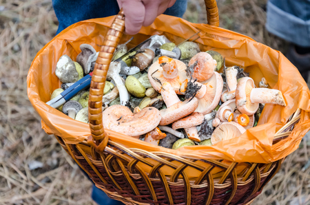 Mushrooms in a wicker basket in the woods