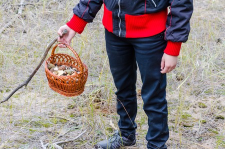 Mushrooms in a wicker basket in the woodsの写真素材