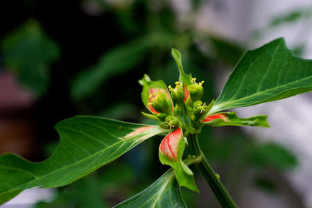 Painted spurgeの写真素材