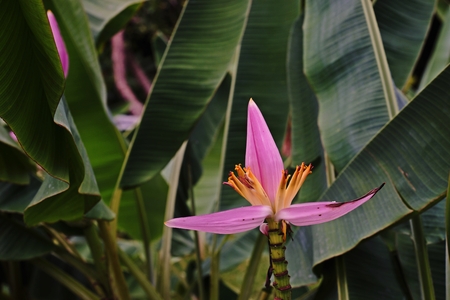 flower banana;garden decoration bananaの写真素材