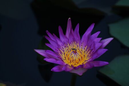water lily;beautiful aquatic floweの写真素材