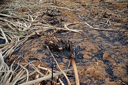 burned sugarcane;harvestedの写真素材