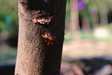 citrus stem rot disease
