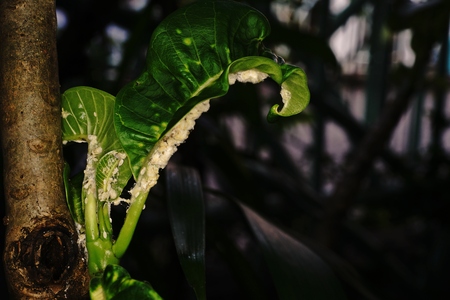 mealy bug;sucking pest of plants