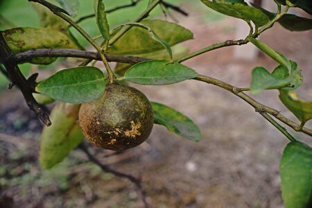 citrus fruit disorder;lime fruitの写真素材