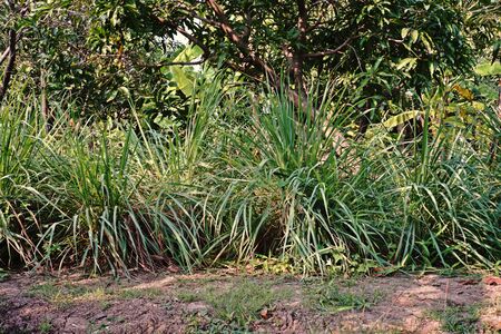 lemon grass plant;herb and food componentの写真素材