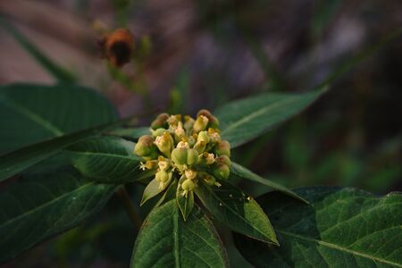 Painted spurge,broadleaved weed in agriculture cropsの写真素材