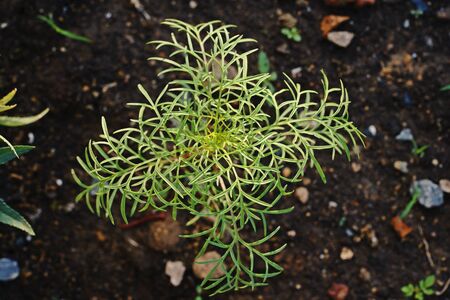 Cosmos plantの写真素材