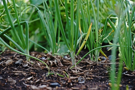 shallot, bulb vegetableの写真素材