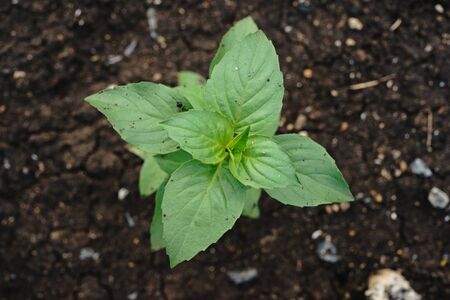 Sweet basil;vegetable and medical herの写真素材