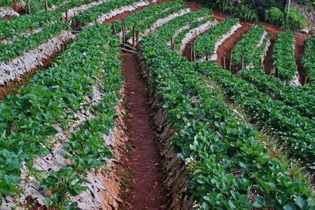 strawberry fieldの写真素材