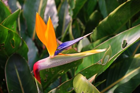 bird of paradise flower