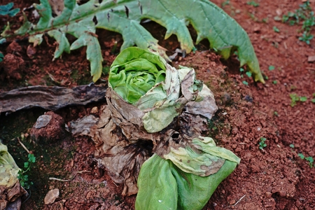 leafy vegetable plant diseaseの写真素材