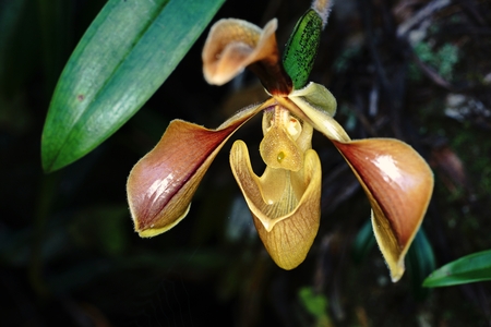lady slipper orchid,hill evergreen forest ,Thailandの写真素材