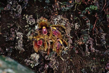 wild orchid in rain forest,beauty of the natureの写真素材