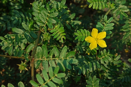 devil's-weed, puncture vine,puncturevine,tackweed.;invasive broadleave weedの写真素材