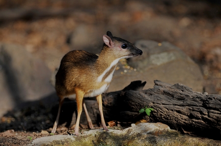 mouse-deer,native animal to Southeast Asiaの写真素材