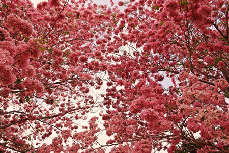 pink flowers background,pink trumpet tree flowers blooming season