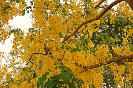 cassia tree or Golden shower tree,Thailand's national treeの写真素材