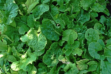 chinese cabbages in backyard garden