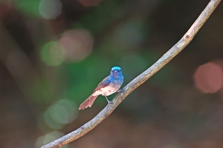 bird in nature, Black-naped Monarchの写真素材