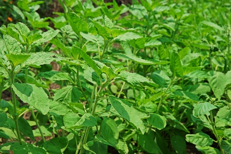holy basil plant,production field