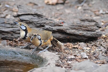 Lesser-necklaced Laughingthrush bird action, natural forestの写真素材