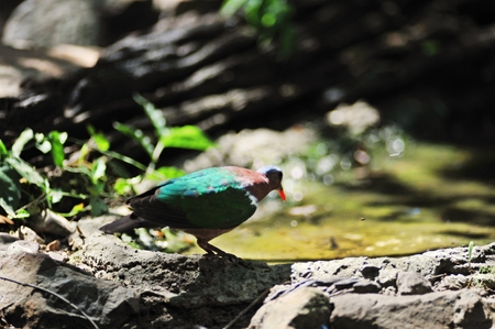 Green-winged Pigeon feed in nature