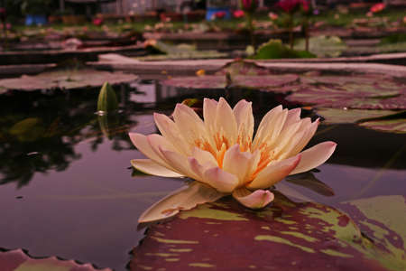 water lily flower,beautiful aquatic plantの写真素材