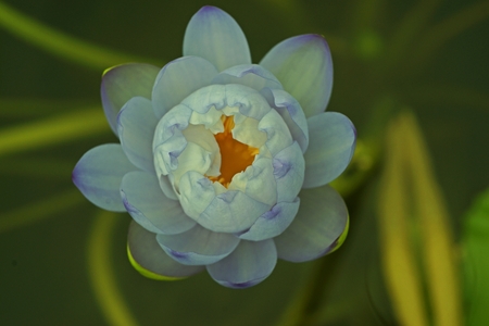 water lily flower,beautiful aquatic plantの写真素材