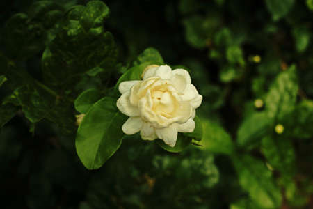 Jasmine flower,fragrant flowerの写真素材