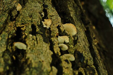 mushroom grow in nature on living tree's barkの写真素材