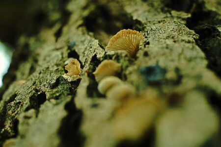 mushroom grow in nature on living tree's bark