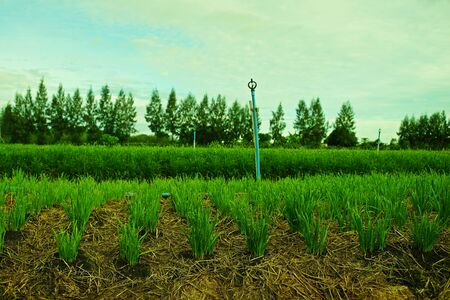 onion vegetable,Garlic chivesの写真素材