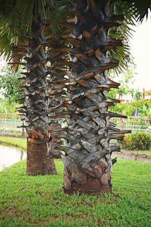 sugar palm tree,plant is used for producing sugar and sugar product in South East Asianの写真素材
