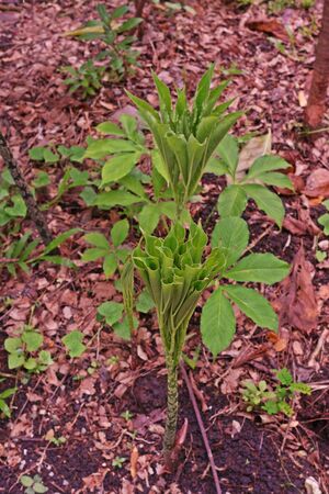 Konjacj a plant native to warm subtropical to tropical asia,it is medical herb and foodの写真素材