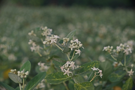Giant milkweed flower; tembega flower or giant Indian milkweed flowerの写真素材