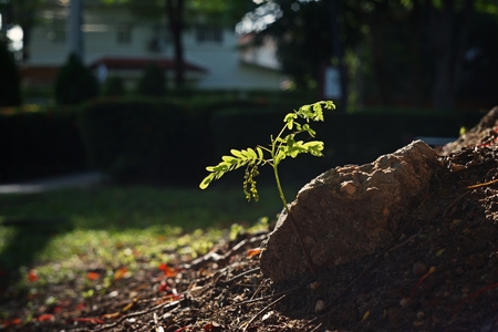 Royal poinciana seedlingの写真素材