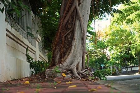 ficus root competition with the planted treeの写真素材