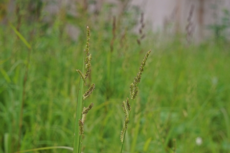 jungle rice,grass weeds in rice and many field crops
