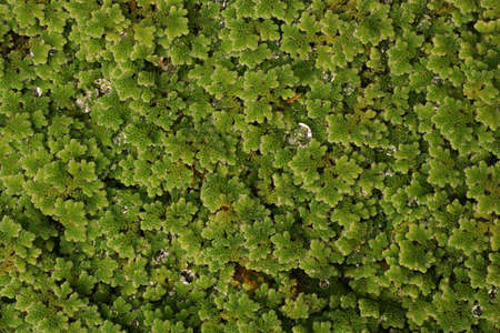 mosquito ferns or water ferns, aquatic ferns
