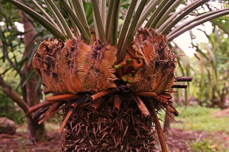 Cycas tree or Cycas palm a beautiful plant in natural forestの写真素材