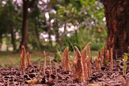 Mangrove apple pneumatophores;the aerial rootの写真素材