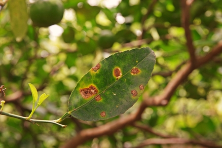 lant diease on citrus, lime cankerの写真素材