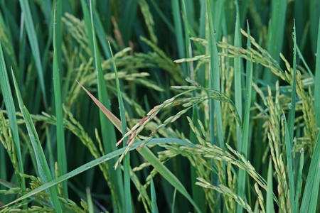 rice panicle, dirty grain diseaseの写真素材