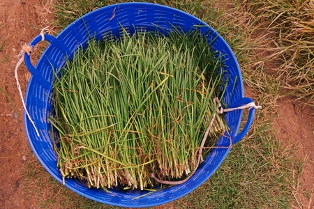harvested garlic chivesの写真素材