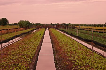 vegetable bed with ditch for irrigation